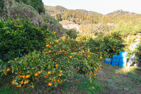 山間部のみかん畑　俯瞰　tangerine field