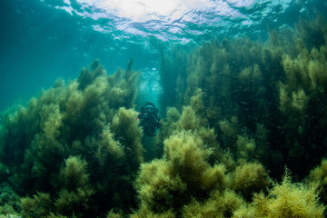 Scuba Diving the Seaweed Forest in Izu, Japan