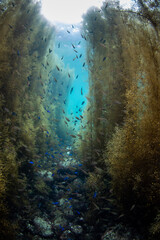  Scuba Diving the Seaweed Forest in Izu, Japan