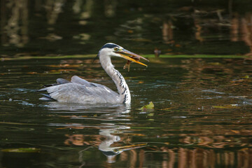 Graureiher (Ardea cinerea)