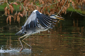 Graureiher (Ardea cinerea)