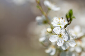 White flowers bloom in the trees. Spring landscape with blooming sakura tree. Beautiful blooming garden on a sunny day. Copy space for text.