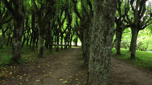 Old Linden Alley, Katvaru Manor Park, Latvia Looks So Ghostly Spoky Like Fairy Tales. Linden Tree Alley in Autumn With Interesting Light and Shadow, Famos Travel Destination Katvaru Manor Linden