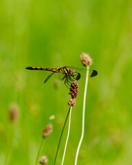 草に止まるシオカラトンボ（雌）