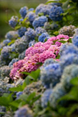 赤と青の紫陽花たち