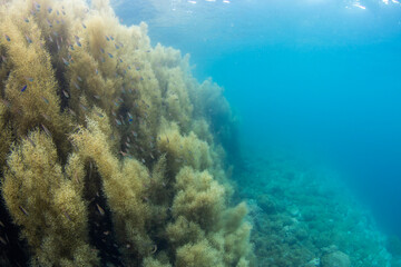 Scuba Diving the Seaweed Forest in Izu, Japan