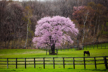 桜の木（Sakura）