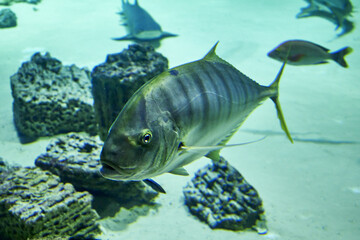 Fototapeta premium The golden karang Gnathanodon speciosus is a species of large marine ray-finned fish from the family of horse mackerel Carangidae, the only one in the genus Gnathanodon of the same name