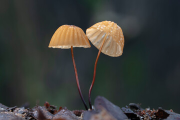 버섯