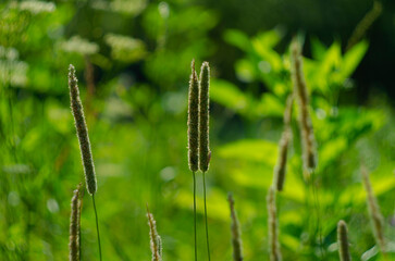 Phleum pratense. Close up of timothy grass, common weed, meadow.