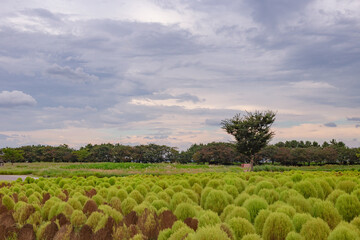 field and blue sky