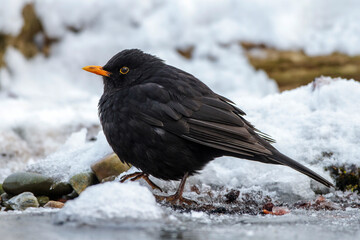 Amsel (Turdus merula) Männchen
