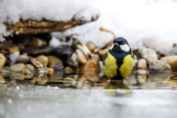 Kohlmeise (parus major)