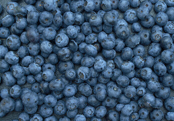 Fototapeta na wymiar Fresh hand picked blueberry background. Mock-up for design. Vegan and healthy food design template backdrop