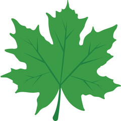 Maple Leaf Vector Icon
