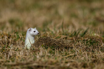 Hermelin (Mustela erminea)
