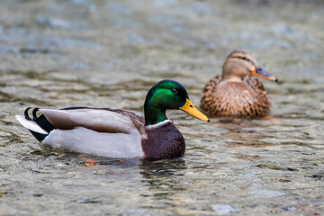Stockenten (Anas platyrhynchos) Männchen und Weibchen