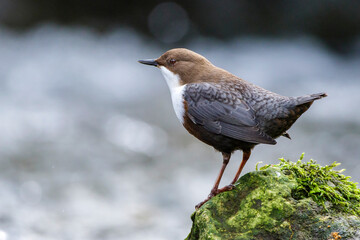 Wasseramsel (Cinclus cinclus)