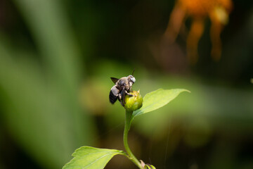 A bee collect pollen or nectar