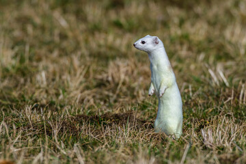Hermelin (Mustela erminea)