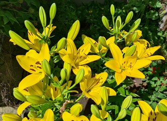 Beautiful yellow lily flowers bloomed on the flower beds in the summer in the city park