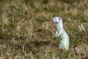 Hermelin (Mustela erminea)
