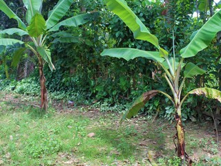 banana plantation