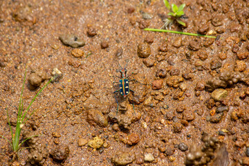 Tiger beetle (Cicindela aurulenta) on the ground