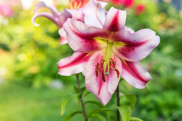 Beautiful bright blooming lily in the summer garden on a high stem.