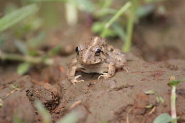 Fejervarya limnocharis or Asian grass frog or rice field frog
