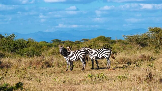 Zebras In African Safari Maasai Mara, Game Drive