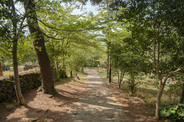 tree in the park