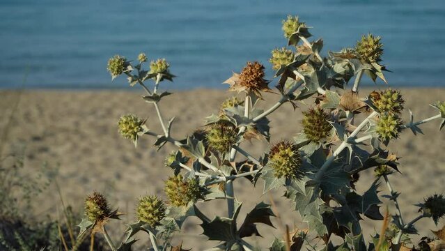 Blooming Sea Holly, Eryngium maritimum, growing in sand dunes on Sun Bou Baeach, Menorca, Balearic Islands, Spain. Blurred Waving Mediterranean Sea in the background.