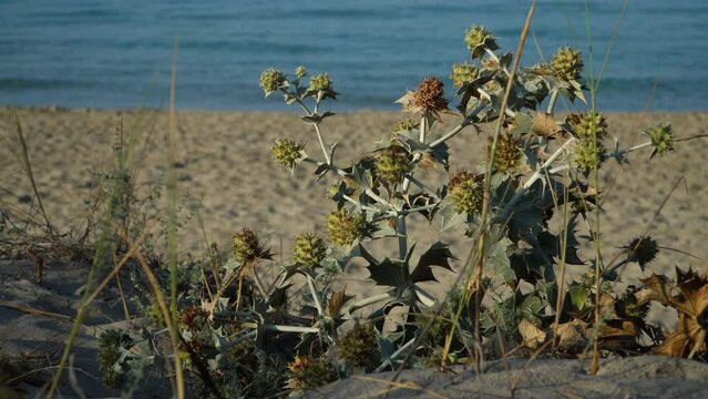 Sea holly green and yellow plant, eryngium maritimum, growing on the beach dunes. Rippling Mediterranean Sea, Minorca beach background. Species in the apiaceae family native to european coastlines.