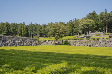 Fototapeta premium garden in the park