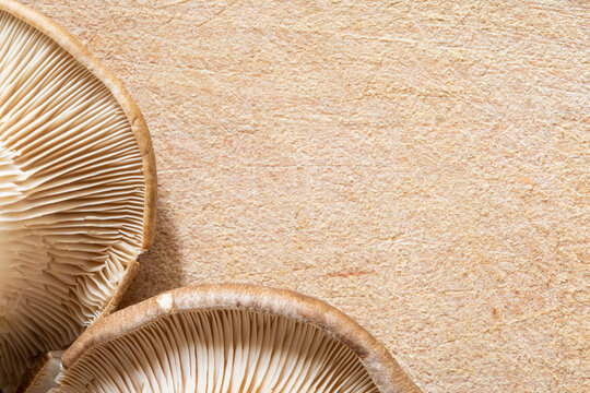 Mushroom gills macro on wooden cutting board