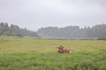 cows in the meadow