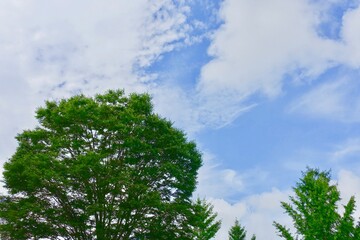 木の緑と空