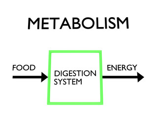 METABOLISM - biological concept