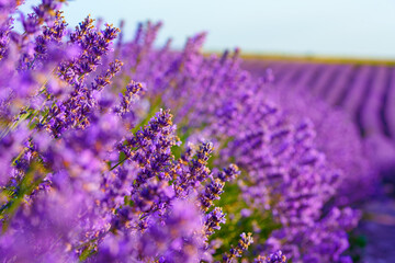 Beautiful lavender flowers close up on a field