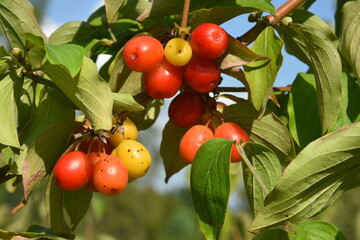 owoce derenia jadalnego