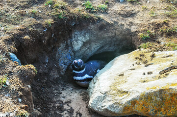 Penguin in its own cave, Isla Magdalena - Chile