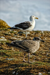 Obraz premium Yung Kelp Gull, Larus dominicanus, Isla Magdalena, Patagonia