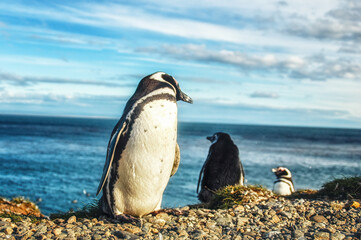 Fototapeta premium Magellanic Penguin on Magdalena Island, Chile