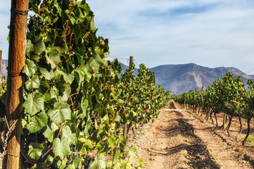 Chilean vineyards in Maipo Valley