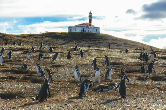 Penguins on Isla Magdalena