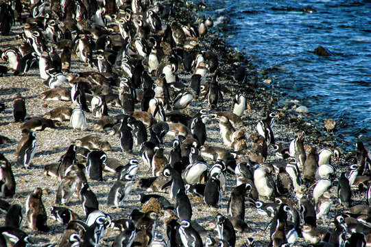 Magellanic penguins (Sphenicus magellanicus) on Isla Magdalena, Patagonia, Chile