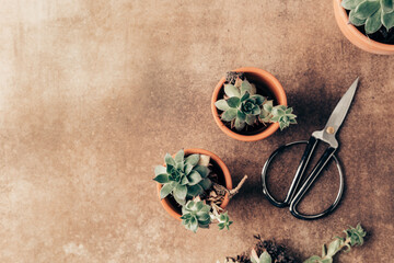 Transplanting houseplants, caring for succulents. Green plants in pots