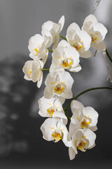Blooming large lush white peloric orchid of the genus phalaenopsis variety of Sogo Yukidian closeup on grey background.