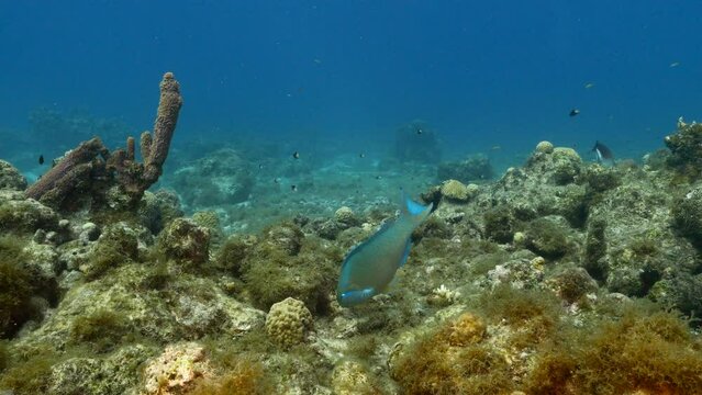 Seascape with Queen Parrotfish, coral, and sponge in the coral reef of the Caribbean Sea, Curacao